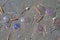 Jellyfishes and shells on the beach