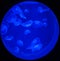 Jellyfishes in ultraviolet light in circular tank on deep blue background