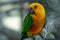 A Jenday Conure or jandaya parakeet Aratinga jandaya perched in a tree close up in Brazil