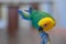 Jenday conures are small parakeets that are quick, intelligent and curious