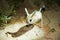 Jerboa / Jaculus. The jerboa are a steppe animal and lead a nocturnal life.