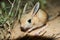 Jerboa / Jaculus. The jerboa are a steppe animal and lead a nocturnal life.