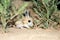 Jerboa / Jaculus. The jerboa are a steppe animal and lead a nocturnal life.