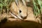 Jerboa / Jaculus. The jerboa are a steppe animal and lead a nocturnal life.