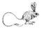 Jerboa, vector illustration, isolated. Hand drawn black sketch