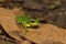 Jerdon`s tree frog, Hyla annectans, Kivikhu