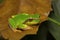 Jerdon`s tree frog, Hyla annectans, Kivikhu