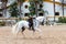 Jerez de la Frontera, Cadiz, Spain - June 17, 2021: Rider performing training exercises with a purebred Andalusian white horse