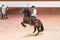 Jerez de la Frontera, Cadiz, Spain - June 17, 2021: Riders dressed with traditional dress show a brown horse dance of purebred