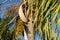 Jeriva palm tree and fruits Syagrus romanzoffiana. Native palm of the Brazilian Atlantic Forest