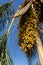 Jeriva palm tree and fruits Syagrus romanzoffiana. Native palm of the Brazilian Atlantic Forest