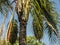 Jeriva, Syagrus romanzoffiana a palm tree native to the Atlantic Forest