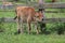 Jersey Calf in a Field on a Farm
