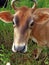 Jersey cattle breed cow