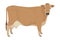 Jersey cattle Flat vector illustration Isolated object on white background