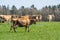 Jersey cattle on grass in the springtime
