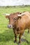 Jersey cattle in green fields