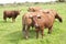 Jersey cattle on green grass