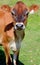 Jersey cattle are a small breed of dairy cattle.