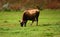 Jersey cattle are a small breed of dairy cattle.