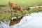 Jersey cow drinking water on the bank of a creek, reflection in the water of the pond