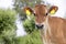 Jersey cow, headshot, black nose caramel brown coat, looking cute and innocent