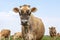 Jersey cow headshot looking innocent in a green pasture with in de background a herd and the horizon