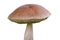 Jersey cow mushroom