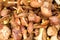 Jersey cow mushrooms background