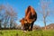 Jersey cow on pasture