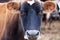 Jersey cow portrait/dairy cattle on a farm