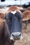 Jersey cow portrait/dairy cattle on a farm