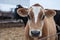 Jersey cow portrait/dairy cattle on a farm
