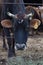 Jersey cow portrait/dairy cattle on a farm