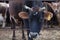 Jersey cow portrait/dairy cattle on a farm