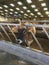 Jersey Cow standing in a barn, Jersey, Chanel Islands, United Kingdom