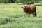 Jersey Cow Walking in the Pasture