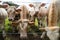 Jersey cows and calves looking through barbed wire. Normandy, France