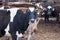 Jersey cows /dairy cattle farm