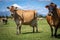 Jersey Cows on a dairy farm at the foot of Mount Taranaki Egmont New Zealand