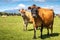 Jersey Cows on a dairy farm at the foot of Mount Taranaki Egmont New Zealand