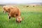 Jersey cows grazing in green meadow