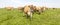 Jersey cows grazing in the pasture, peaceful and sunny in Dutch Friesian landscape