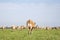 Jersey cows walking away, seen from behind, stroll towards the horizon, with a soft blue sky with some white clouds