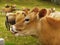 Jersey Dairy Cows, Cattle