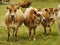 Jersey Dairy Cows, Cattle