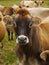 Jersey Dairy Cows, Cattle