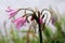 Jersey lily or Amaryllis belladonna perennial bulbous plant with shriveled dried and open fragrant funnel shaped white and pink