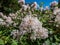 Jersey tea ceanothus, red root, mountain sweet or wild snowball Ceanothus americanus having thin branches flowering with white