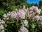 Jersey tea ceanothus, red root, mountain sweet or wild snowball Ceanothus americanus having thin branches flowering with white